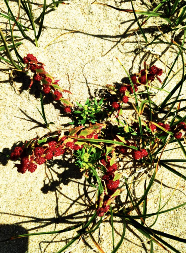 Plant-Led Walks with Her Belle Tease SUNDAY 27th JULY ZAANDAM 14:00-17:00 - Image 3